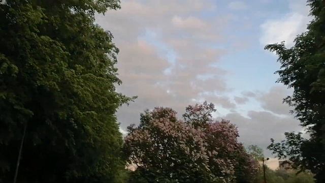 Цветёт сирень у пруда Восьмёрка в Южно-Приморском пар?