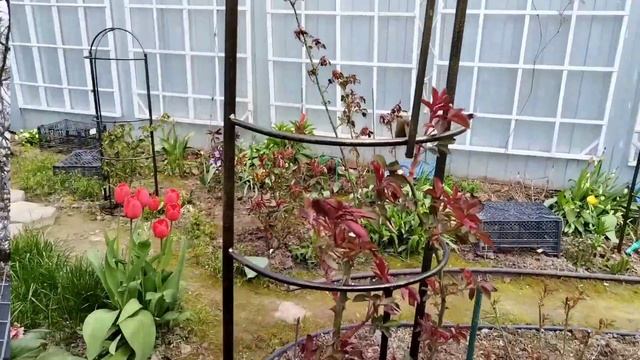 Маябрь...❄️🌷❄️...люблю снежок в начале мая...❄️☃️❄?