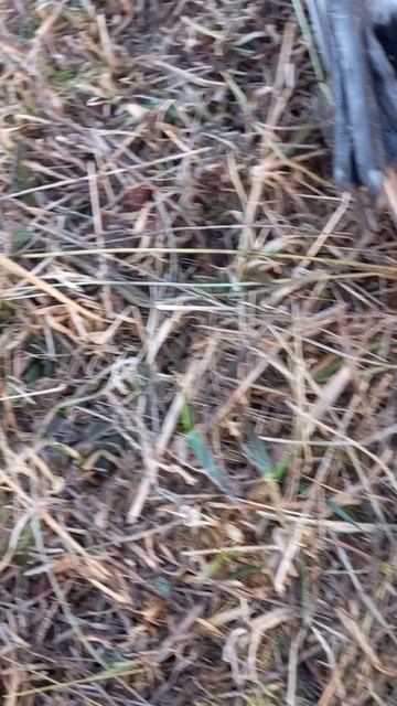 Разнопородная трио