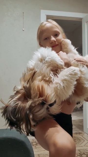Забирай звук)))))😅 #дети #собака #приколы #кошка #шитцу #мейнкун