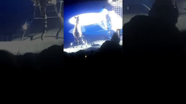 Белые тигры в цирке как не кто не может попасть