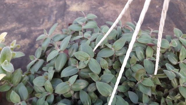 Силламонтана, Беби Банни Бейлиз, Альбифлора, принимаю