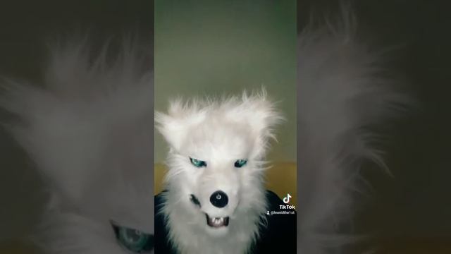 В лес сбежал медведь из цирка