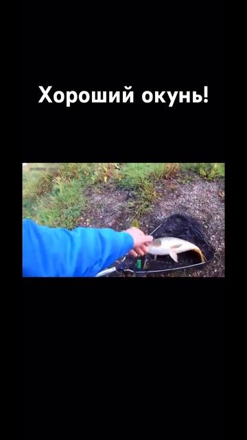 Хороший окунь! #fishing #angeln #рыбалка #природа #nature #рыбак #о