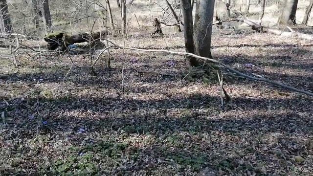 Пробуждение леса