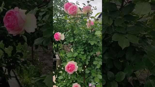 Цвіте неперевершена троянда П'ер де Ронсар (Еден Роуз)