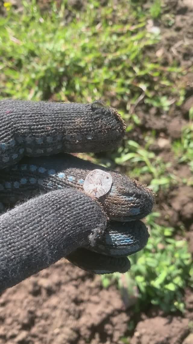 Крупная Чешуя на поле! #metaldetecting #находкисметаллоискателем #коп