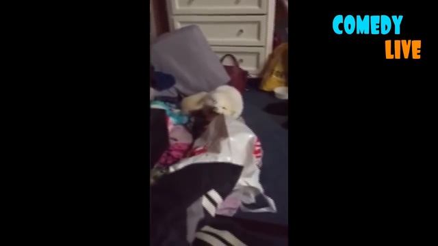 ТЕСТ НА ПСИХИКУ CHALLENGE НЕ ДЕТСКИЕ ПРИКОЛЫ 2016 ЛУЧШИЕ