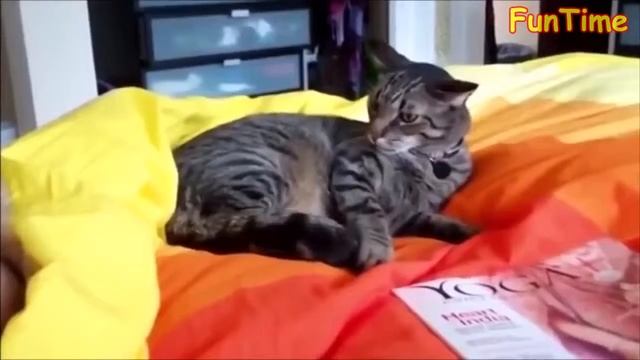 ПОДБОРКА ПРИКОЛОВ #21 Смешные Видео