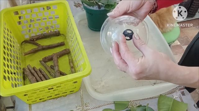 Ч3💝Работа с надёнышем|Черенкование