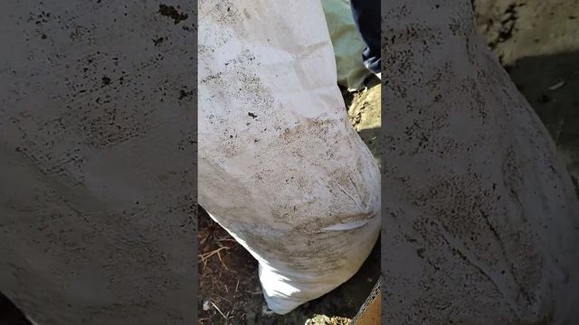 Калифорний кизил ёмгир чувалчанга илк харидорлар кел?