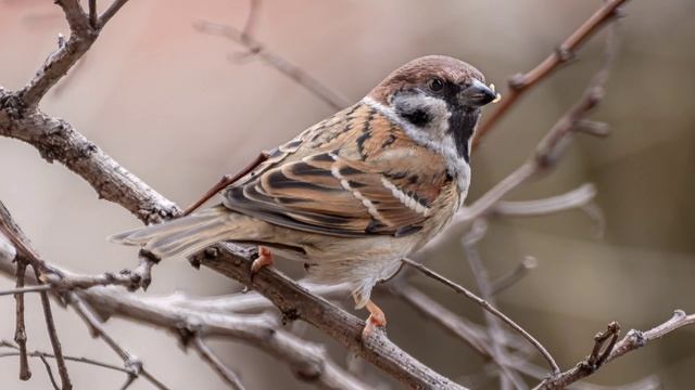 Пение Воробья. Воробьи Поют. Звук Воробья, Чириканье Воробья. Воробьи Чирикают