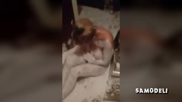 ЛУЧШИЕ ПРИКОЛЫ 2017 | Самые смешные видео #158 | Подборка приколов за АВГУСТ