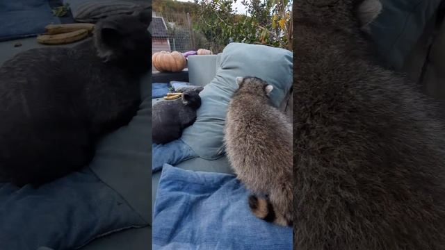 Енот Витя помогает строить