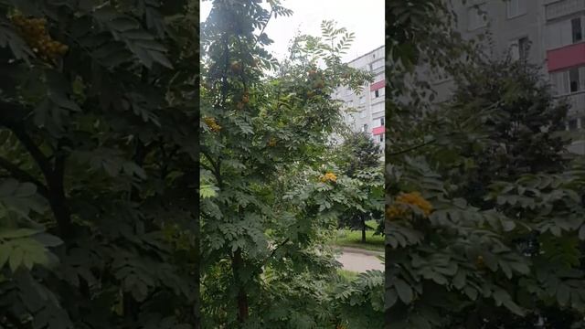 5.07.2024 г. рябина цветёт, #shorts.