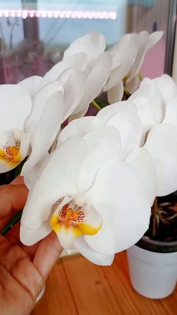 🤍Белая орхидея с крупными цветами!!! Классика🤍🤍🤍 #o