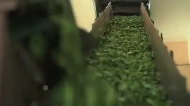 Грузинский чай | HD 1080p | Batumi Travel | 2015