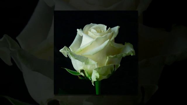 Я ЛЮБЛЮ ТЕБЯ ДО СЛЕЗ. Поздравление С ДНЕМ 8 МАРТА! Соло ?