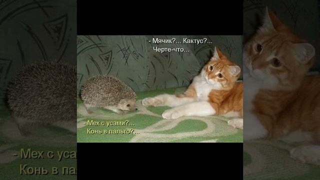 D8d51bf2697a22877a7d1cef7f2aca79