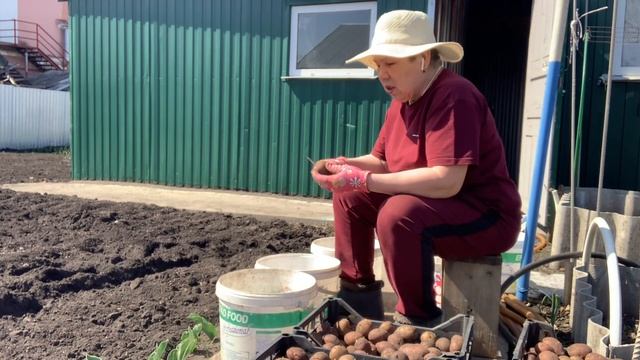 Огород спахали. Режу картошку , для посадки, четыре сор