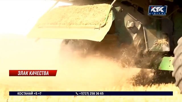 В Казахстане околорекордный урожай зерновых: в какие ?