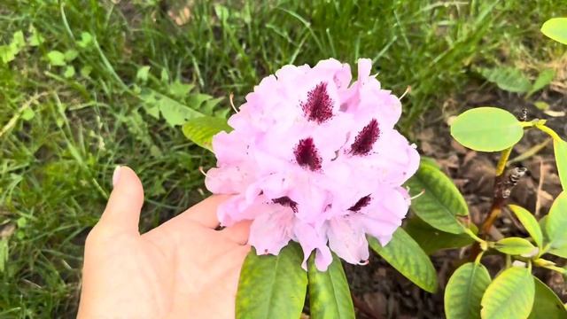 #1Моя скромная коллекция рододендронов. Открываем лет?