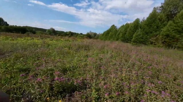 Беговой влог. Трейл в окрестностях Сарапула. 43км.