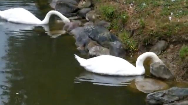 нерозлучная пара лебедей