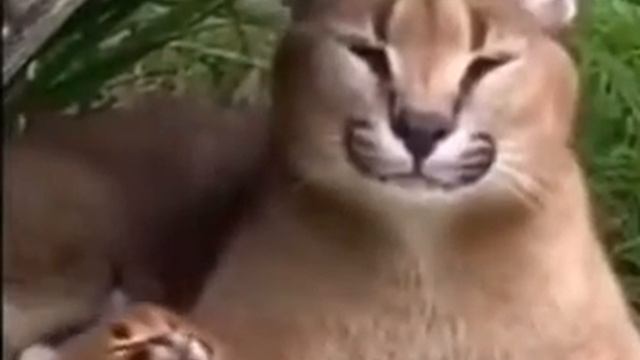 Шлепа и ушлепок