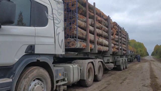 29 сентября 2021г. Вырубка лесов в Спировском районе Твер