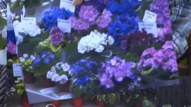 ДФ.VII съезд селекционеров. О.Гайфуллина