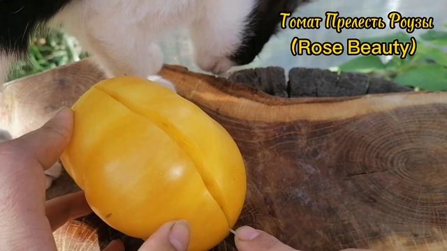 Томат Прелесть Роузы(Оригинальное название Rose Beauty) Со?