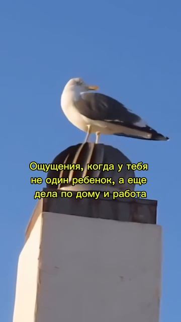 То самое ощущение, когда дети, дом, работа...