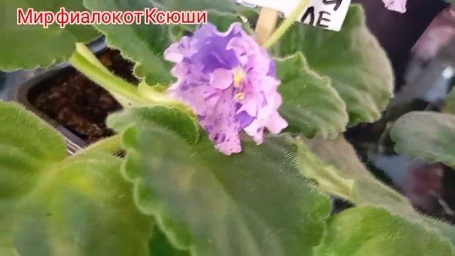 Фиалки. ЕК Бабочка лимонница РС Герцогиня РМ Фриволит?