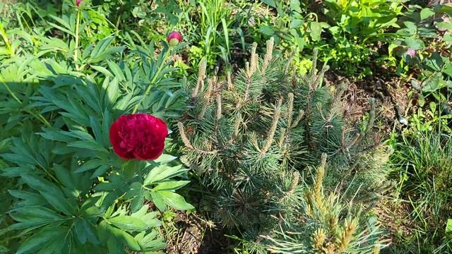 5 июня 24г на моей даче. Пионы и рододендроны.🤗