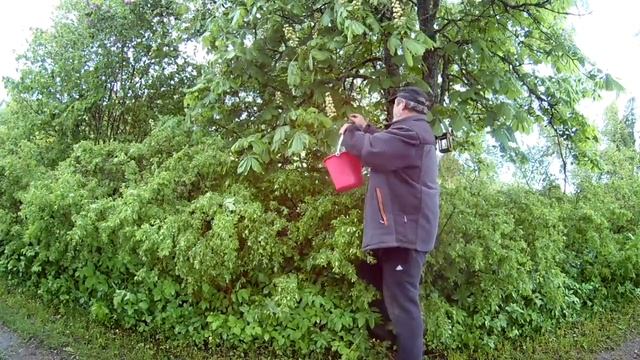 Сирень Каштан Чай Заготовка