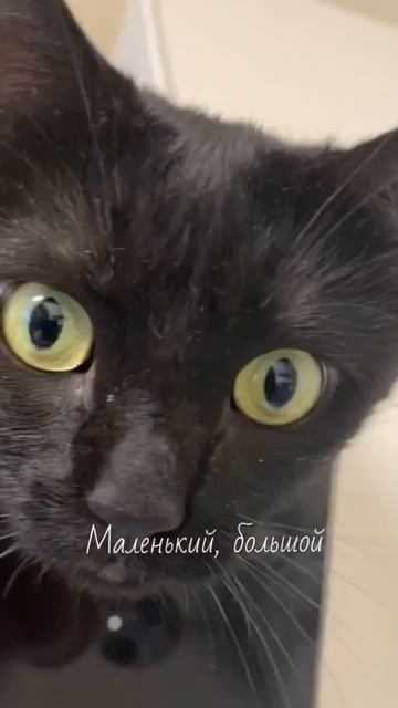 Маленький,большой Кирюша #кот #прикол