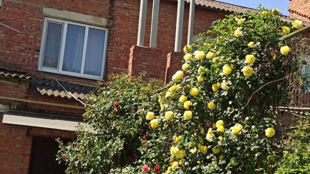 Роза Голден Шауэрс.