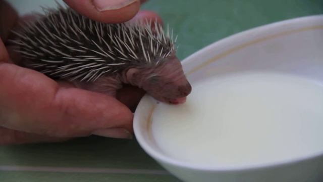 ежики, Hedgehog