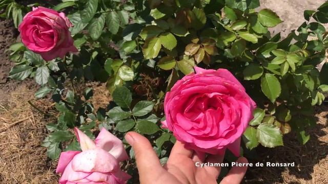 Троянди Цикламен П’єр де Ронсар та Еден Роуз|| Cyclamen Pierr