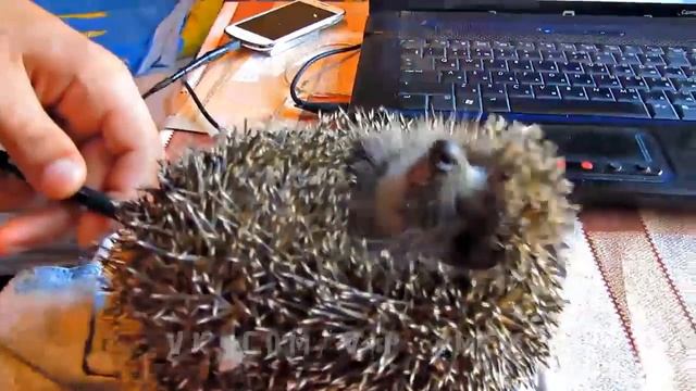 Как развернуть ежа