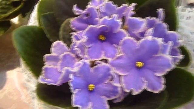 Фиалки. Violets. #love #nature #flowers #violets #фиалки #цветы #природа