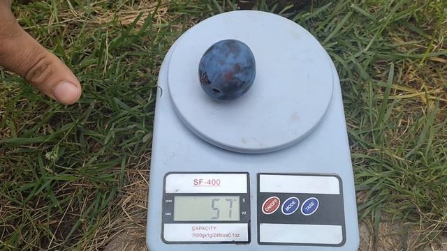 Слива Президент на 5.08.2024