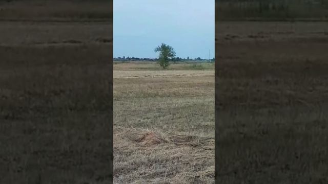 22 день из жизни, заготовка сена на зиму / 22 Days In Life, Hay Harve