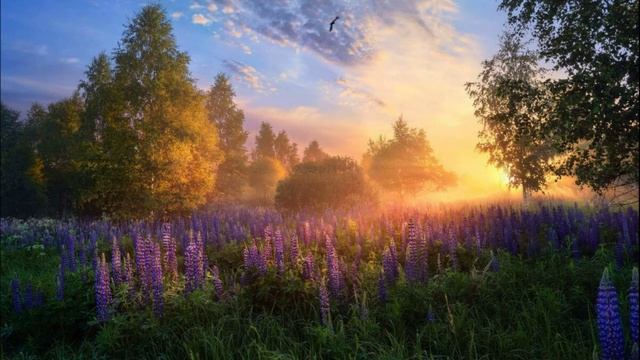 Красивое Пение Птиц в Утреннем Лесу. Звук Утра, Где Разные Птицы Поют. Звук с Пением Птиц