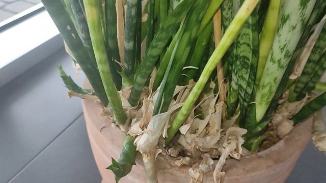 Когда горшок переполнен. Сансевиерии #сансевиерия #sanse