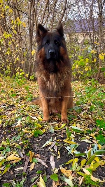 Маник дю мезон Томми 2 года 11 месяцев