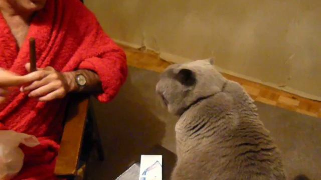 британский кот любит сигары. Алан Браев.