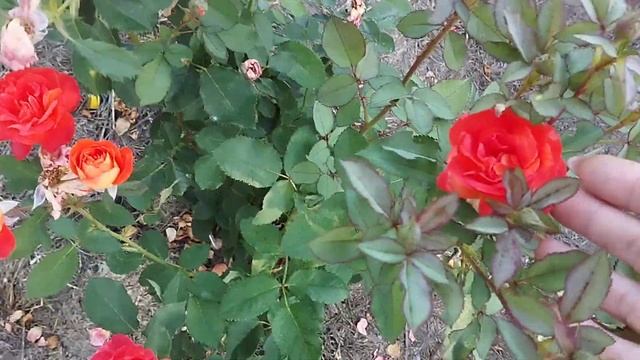 Розарий посадки осень 2023 года.