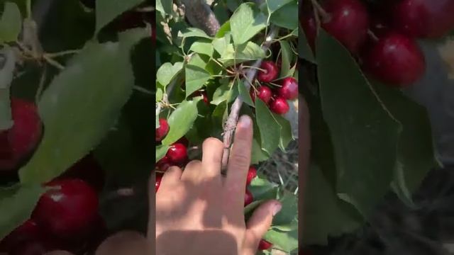 скина черешни кочатлари  Бор 993464699